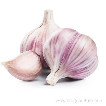 Export 6cm Fresh Red Garlic Price